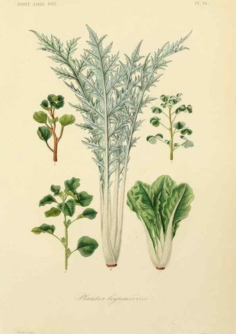 Reproducción/Reproduction 49583699636: Le Règne végétal;. Paris,L. Guérin,1870-72.. 