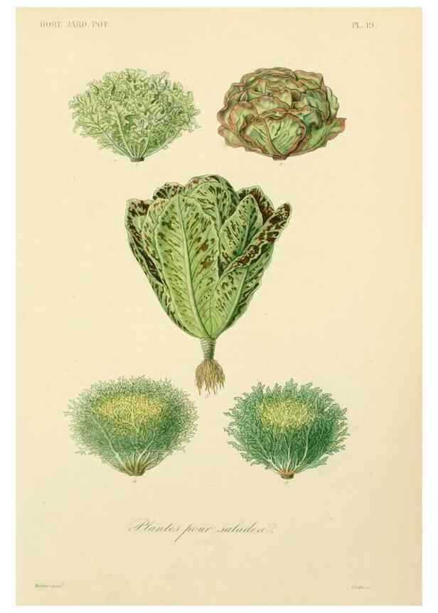 Reproducción/Reproduction 49583203298: Le Règne végétal;. Paris,L. Guérin,1870-72.. 