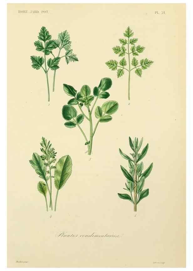 Reproducción/Reproduction 49583700651: Le Règne végétal;. Paris,L. Guérin,1870-72.. 
