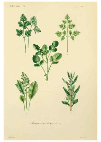 Reproducción/Reproduction 49583700651: Le Règne végétal;. Paris,L. Guérin,1870-72.. 