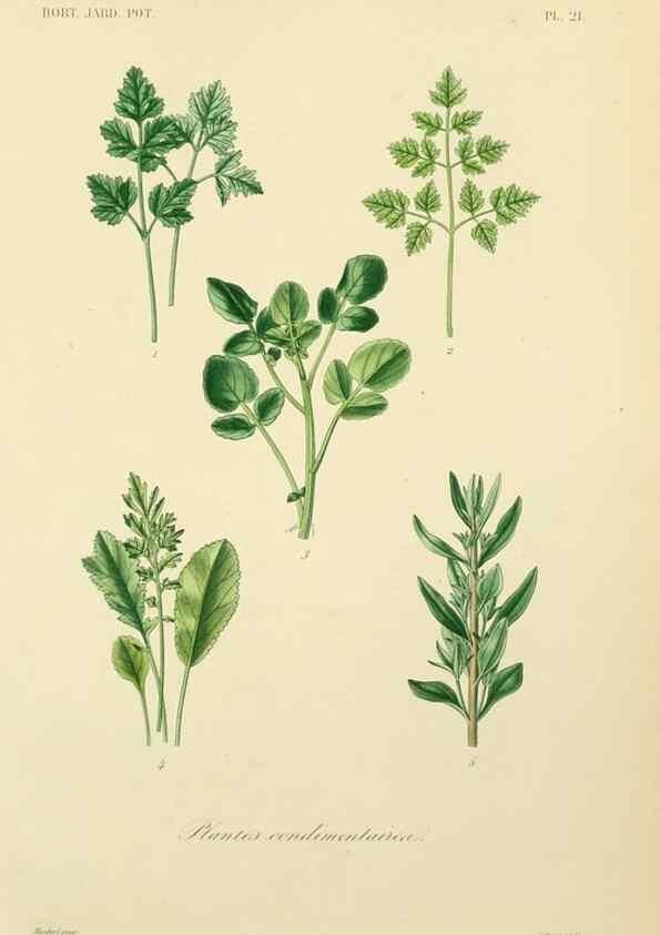 Reproducción/Reproduction 49583700651: Le Règne végétal;. Paris,L. Guérin,1870-72.. 