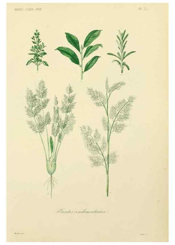 Reproducción/Reproduction 49583204278: Le Règne végétal;. Paris,L. Guérin,1870-72.. 