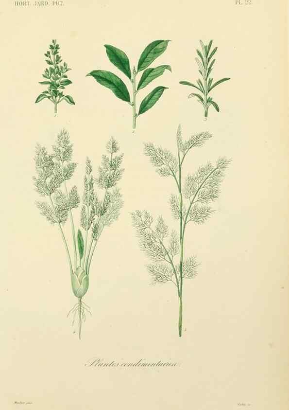 Reproducción/Reproduction 49583204278: Le Règne végétal;. Paris,L. Guérin,1870-72.. 
