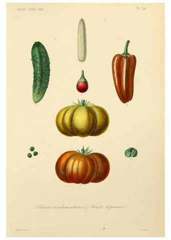 Reproducción/Reproduction 49583204883: Le Règne végétal;. Paris,L. Guérin,1870-72.. 