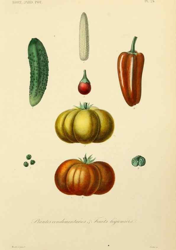 Reproducción/Reproduction 49583204883: Le Règne végétal;. Paris,L. Guérin,1870-72.. 