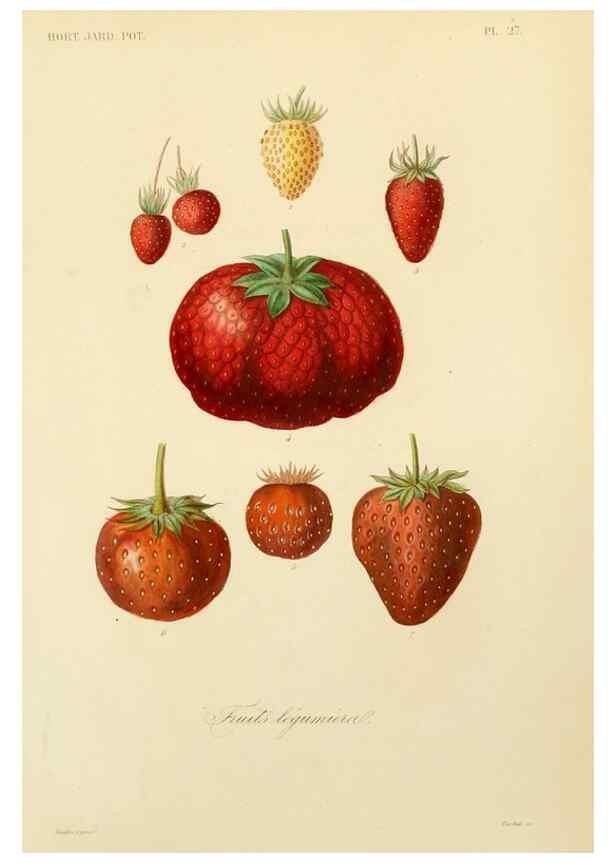 Reproducción/Reproduction 49583205653: Le Règne végétal;. Paris,L. Guérin,1870-72.. 