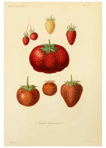 Reproducción/Reproduction 49583205653: Le Règne végétal;. Paris,L. Guérin,1870-72.. 