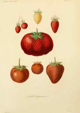 Reproducción/Reproduction 49583205653: Le Règne végétal;. Paris,L. Guérin,1870-72.. 