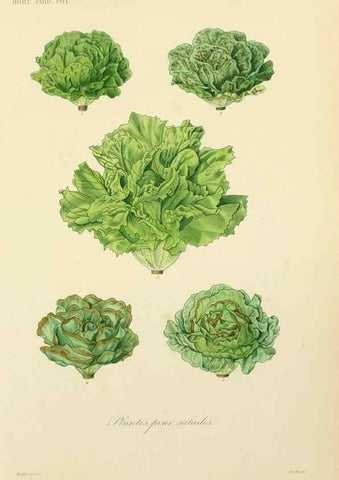 Reproducción/Reproduction 49583700306: Le Règne végétal;. Paris,L. Guérin,1870-72.. 