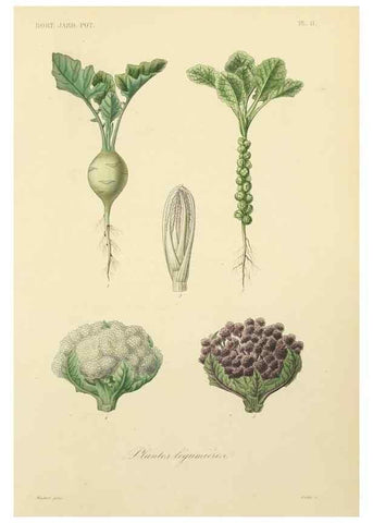 Reproducción/Reproduction 49583697206: Le Règne végétal;. Paris,L. Guérin,1870-72.. 