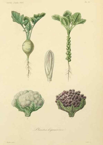 Reproducción/Reproduction 49583697206: Le Règne végétal;. Paris,L. Guérin,1870-72.. 