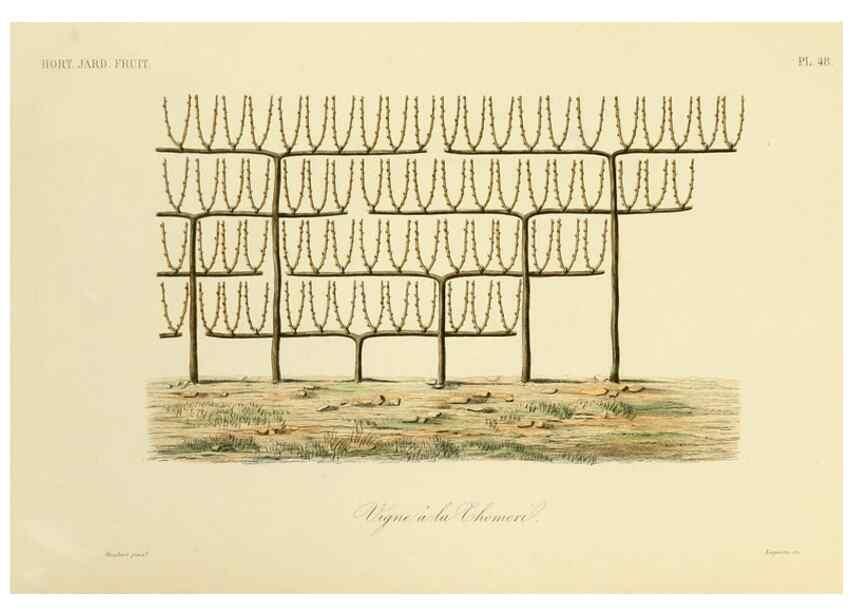 Reproducción/Reproduction 49583942307: Le Règne végétal;. Paris,L. Guérin,1870-72.. 