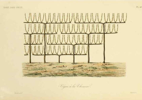Reproducción/Reproduction 49583942307: Le Règne végétal;. Paris,L. Guérin,1870-72.. 