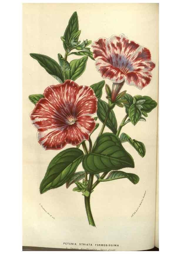 Reproducción/Reproduction 49583320863: Flore des serres et des jardins de l'Europe. A Gand :chez Louis van Houtte, eÌditeur,1845-1880.. 