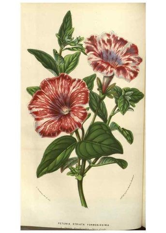 Reproducción/Reproduction 49583320863: Flore des serres et des jardins de l'Europe. A Gand :chez Louis van Houtte, eÌditeur,1845-1880.. 
