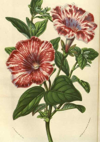 Reproducción/Reproduction 49583320863: Flore des serres et des jardins de l'Europe. A Gand :chez Louis van Houtte, eÌditeur,1845-1880.. 