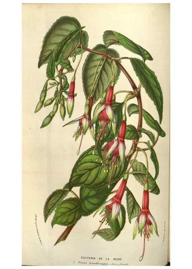 Reproducción/Reproduction 49583321293: Flore des serres et des jardins de l'Europe. A Gand :chez Louis van Houtte, eÌditeur,1845-1880.. 