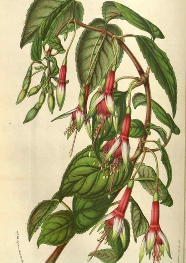 Reproducción/Reproduction 49583321293: Flore des serres et des jardins de l'Europe. A Gand :chez Louis van Houtte, eÌditeur,1845-1880.. 