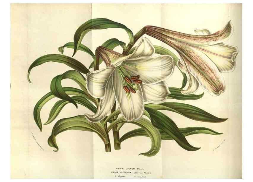 Reproducción/Reproduction 49584053617: Flore des serres et des jardins de l'Europe. A Gand :chez Louis van Houtte, eÌditeur,1845-1880.. 