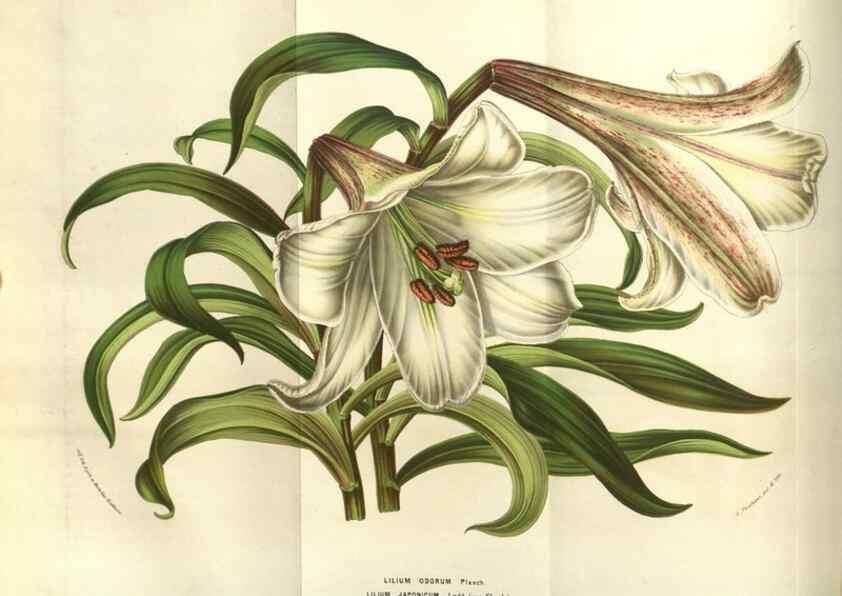 Reproducción/Reproduction 49584053617: Flore des serres et des jardins de l'Europe. A Gand :chez Louis van Houtte, eÌditeur,1845-1880.. 