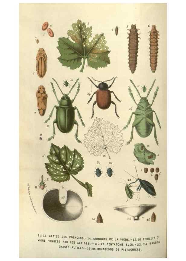 Reproducción/Reproduction 49583820741: Flore des serres et des jardins de l'Europe. A Gand :chez Louis van Houtte, eÌditeur,1845-1880.. 