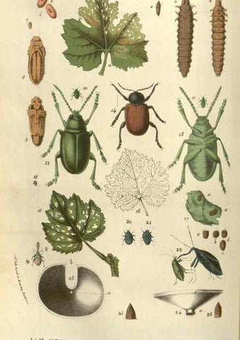 Reproducción/Reproduction 49583820741: Flore des serres et des jardins de l'Europe. A Gand :chez Louis van Houtte, eÌditeur,1845-1880.. 