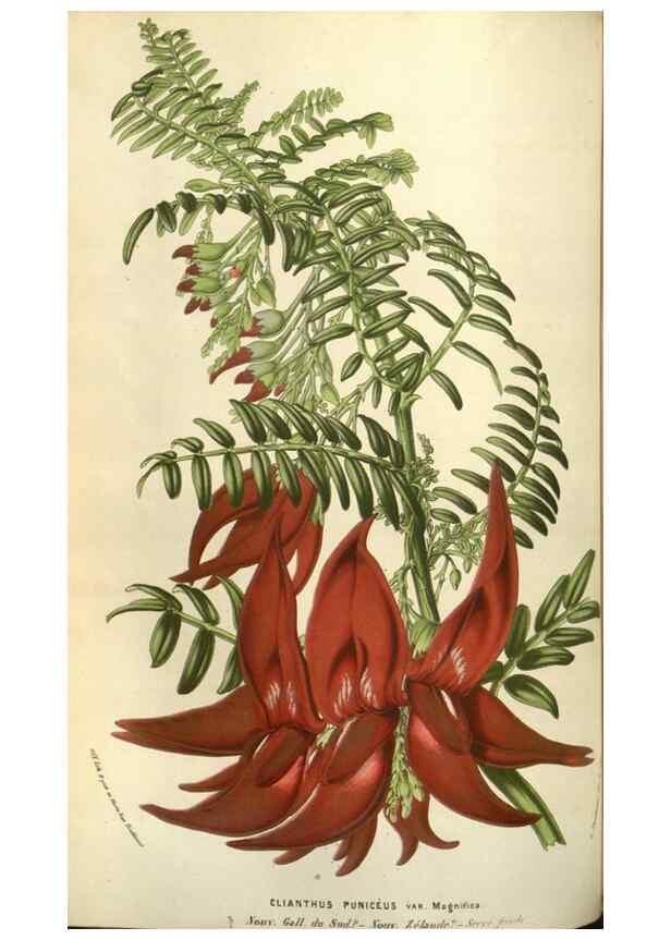 Reproducción/Reproduction 49583821176: Flore des serres et des jardins de l'Europe. A Gand :chez Louis van Houtte, eÌditeur,1845-1880.. 