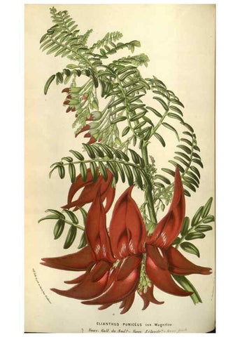 Reproducción/Reproduction 49583821176: Flore des serres et des jardins de l'Europe. A Gand :chez Louis van Houtte, eÌditeur,1845-1880.. 