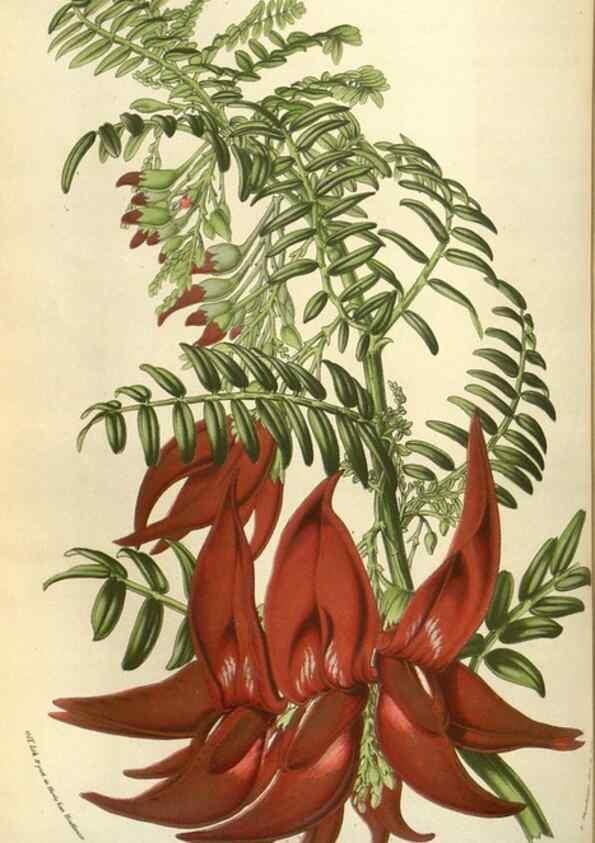 Reproducción/Reproduction 49583821176: Flore des serres et des jardins de l'Europe. A Gand :chez Louis van Houtte, eÌditeur,1845-1880.. 