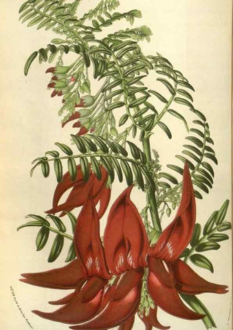 Reproducción/Reproduction 49583821176: Flore des serres et des jardins de l'Europe. A Gand :chez Louis van Houtte, eÌditeur,1845-1880.. 