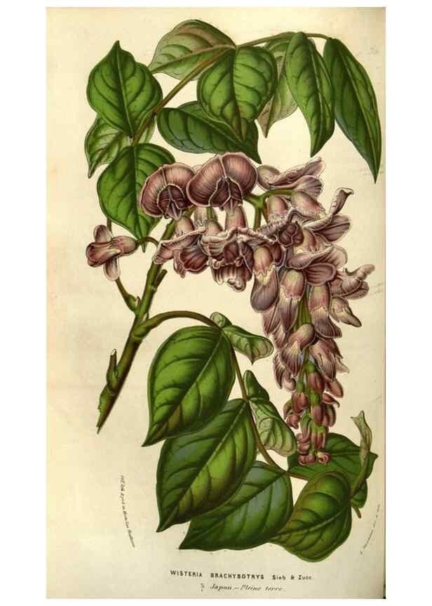 Reproducción/Reproduction 49583322658: Flore des serres et des jardins de l'Europe. A Gand :chez Louis van Houtte, eÌditeur,1845-1880.. 