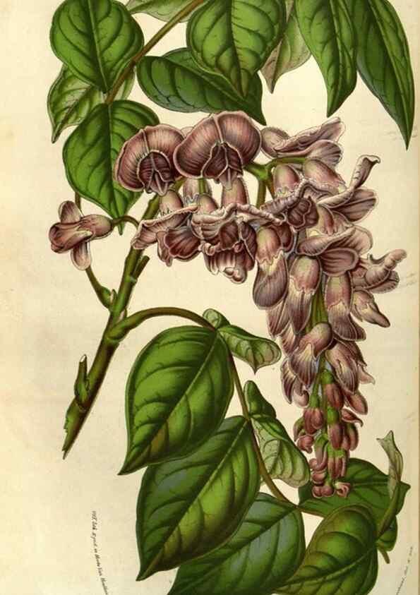 Reproducción/Reproduction 49583322658: Flore des serres et des jardins de l'Europe. A Gand :chez Louis van Houtte, eÌditeur,1845-1880.. 