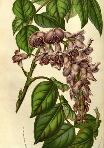Reproducción/Reproduction 49583322658: Flore des serres et des jardins de l'Europe. A Gand :chez Louis van Houtte, eÌditeur,1845-1880.. 