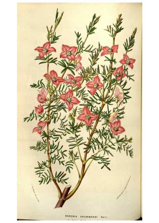 Reproducción/Reproduction 49583323138: Flore des serres et des jardins de l'Europe. A Gand :chez Louis van Houtte, eÌditeur,1845-1880.. 