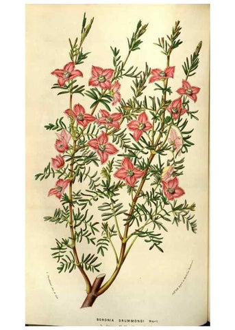 Reproducción/Reproduction 49583323138: Flore des serres et des jardins de l'Europe. A Gand :chez Louis van Houtte, eÌditeur,1845-1880.. 