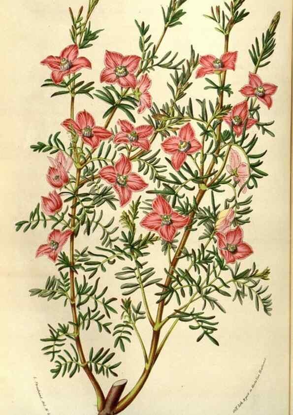 Reproducción/Reproduction 49583323138: Flore des serres et des jardins de l'Europe. A Gand :chez Louis van Houtte, eÌditeur,1845-1880.. 