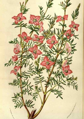 Reproducción/Reproduction 49583323138: Flore des serres et des jardins de l'Europe. A Gand :chez Louis van Houtte, eÌditeur,1845-1880.. 
