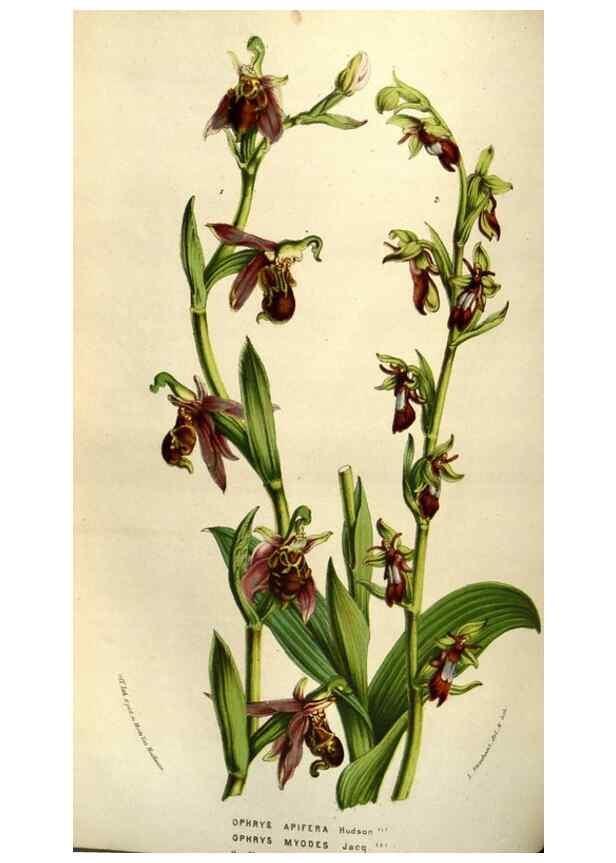 Reproducción/Reproduction 49583323563: Flore des serres et des jardins de l'Europe. A Gand :chez Louis van Houtte, eÌditeur,1845-1880.. 