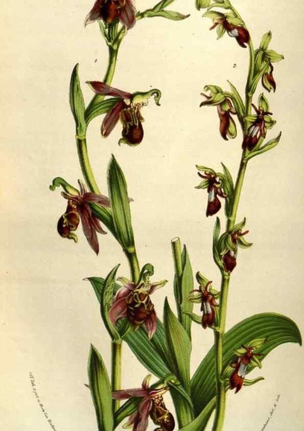 Reproducción/Reproduction 49583323563: Flore des serres et des jardins de l'Europe. A Gand :chez Louis van Houtte, eÌditeur,1845-1880.. 