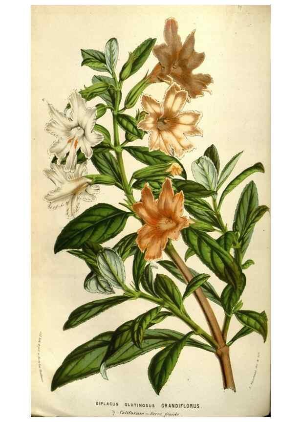 Reproducción/Reproduction 49583822686: Flore des serres et des jardins de l'Europe. A Gand :chez Louis van Houtte, eÌditeur,1845-1880.. 