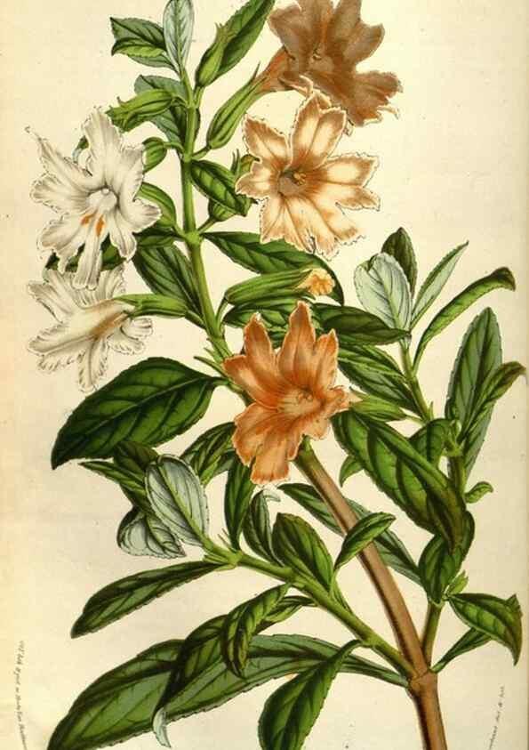 Reproducción/Reproduction 49583822686: Flore des serres et des jardins de l'Europe. A Gand :chez Louis van Houtte, eÌditeur,1845-1880.. 