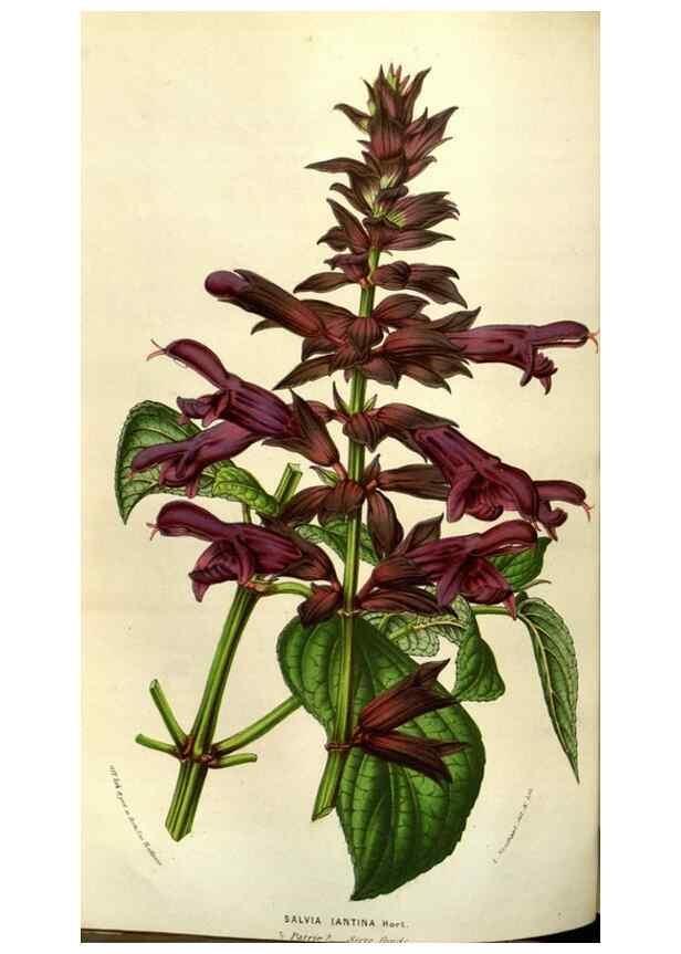 Reproducción/Reproduction 49583823101: Flore des serres et des jardins de l'Europe. A Gand :chez Louis van Houtte, eÌditeur,1845-1880.. 