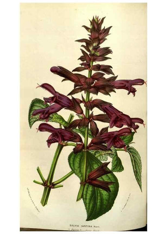 Reproducción/Reproduction 49583823101: Flore des serres et des jardins de l'Europe. A Gand :chez Louis van Houtte, eÌditeur,1845-1880.. 