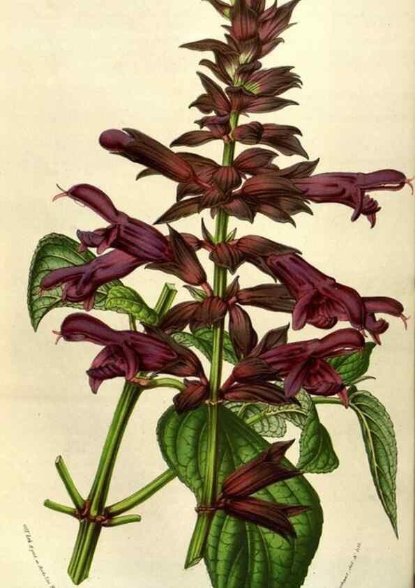 Reproducción/Reproduction 49583823101: Flore des serres et des jardins de l'Europe. A Gand :chez Louis van Houtte, eÌditeur,1845-1880.. 
