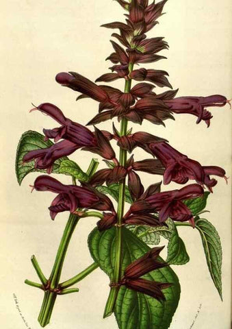 Reproducción/Reproduction 49583823101: Flore des serres et des jardins de l'Europe. A Gand :chez Louis van Houtte, eÌditeur,1845-1880.. 