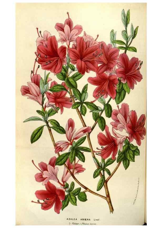 Reproducción/Reproduction 49584056402: Flore des serres et des jardins de l'Europe. A Gand :chez Louis van Houtte, eÌditeur,1845-1880.. 
