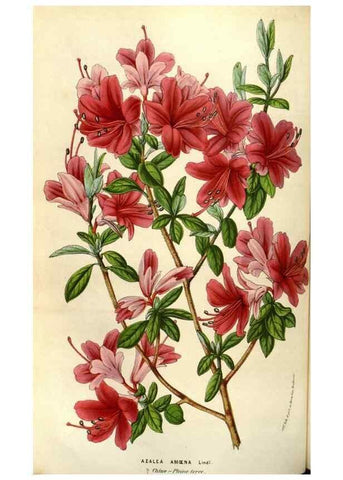 Reproducción/Reproduction 49584056402: Flore des serres et des jardins de l'Europe. A Gand :chez Louis van Houtte, eÌditeur,1845-1880.. 