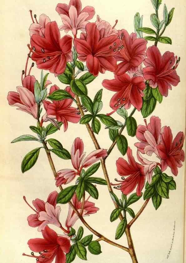Reproducción/Reproduction 49584056402: Flore des serres et des jardins de l'Europe. A Gand :chez Louis van Houtte, eÌditeur,1845-1880.. 