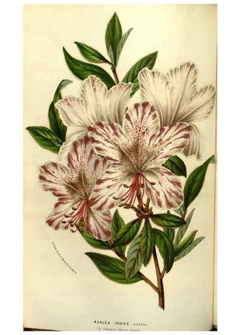 Reproducción/Reproduction 49583823786: Flore des serres et des jardins de l'Europe. A Gand :chez Louis van Houtte, eÌditeur,1845-1880.. 