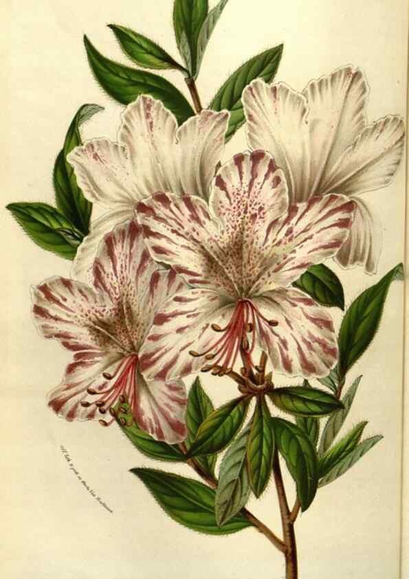 Reproducción/Reproduction 49583823786: Flore des serres et des jardins de l'Europe. A Gand :chez Louis van Houtte, eÌditeur,1845-1880.. 